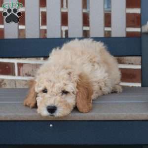 Gem, Mini Goldendoodle Puppy